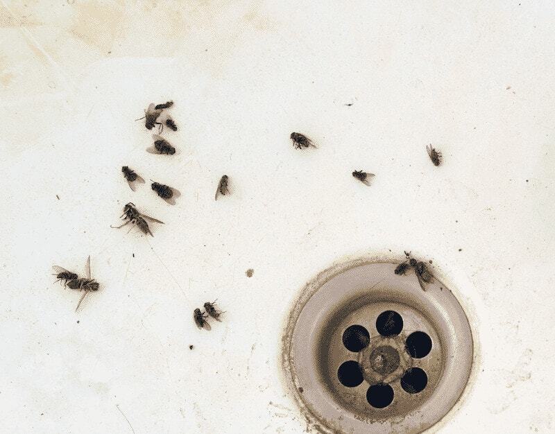 flies in a sink